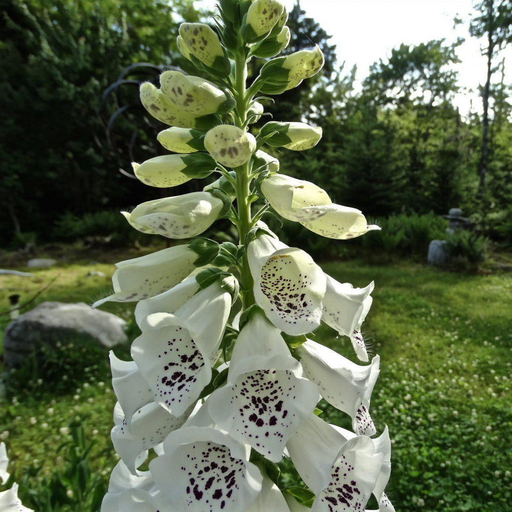 Digitalis purpurea 'Candy Mountain White' <Candy Mountain White Foxglove - Delivered By ServeScape