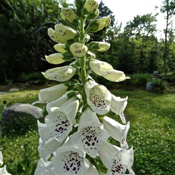 Digitalis purpurea 'Candy Mountain White' <Candy Mountain White Foxglove - Delivered By ServeScape