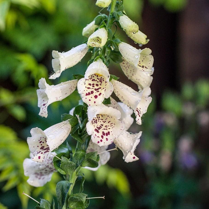 Digitalis purpurea 'Candy Mountain White' ~ Candy Mountain White Foxglove-ServeScape