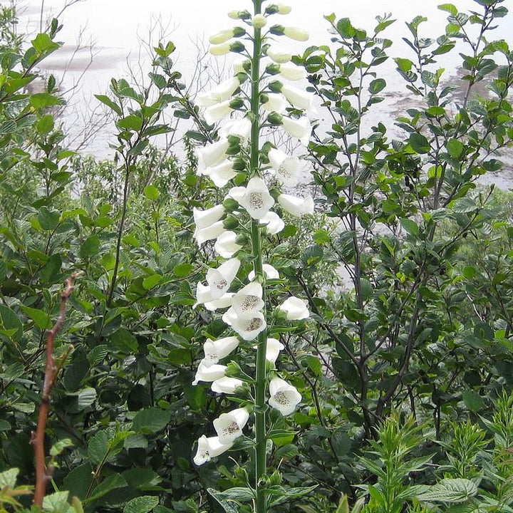 Digitalis purpurea 'Candy Mountain White' ~ Candy Mountain White Foxglove-ServeScape
