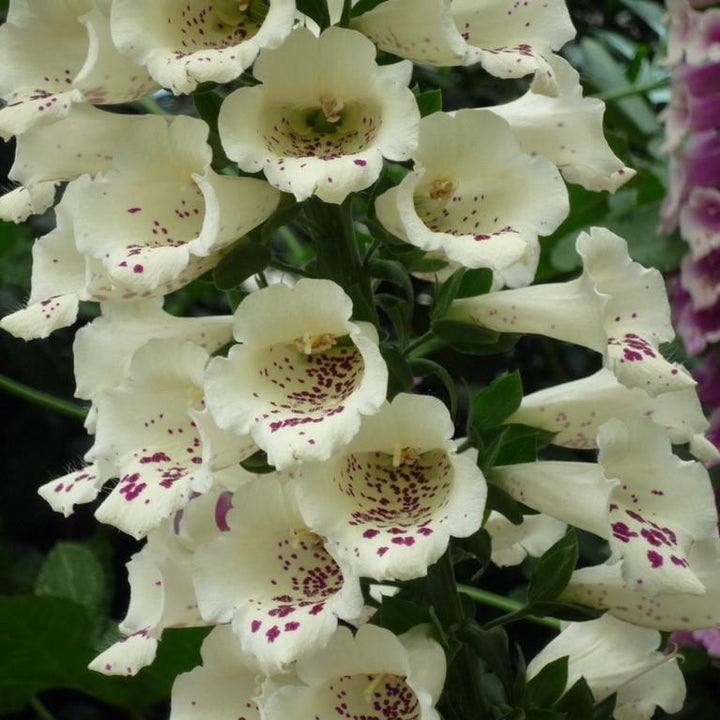Digitalis purpurea 'Candy Mountain White' ~ Candy Mountain White Foxglove-ServeScape