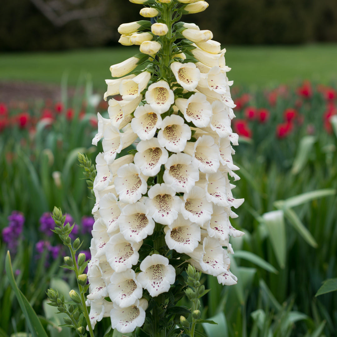 Digitalis purpurea 'Candy Mountain White' ~ Candy Mountain White Foxglove-ServeScape