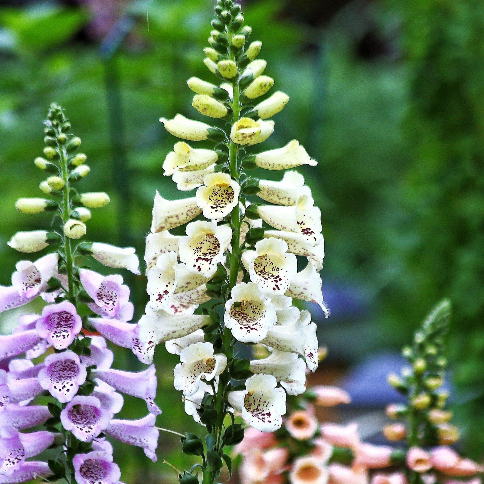 Digitalis purpurea 'Candy Mountain White' ~ Candy Mountain White Foxglove-ServeScape