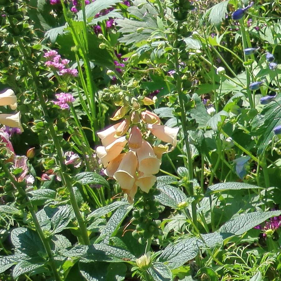 Digitalis purpurea 'Dalmatian Peach' ~ Dalmatian Peach Foxglove-ServeScape