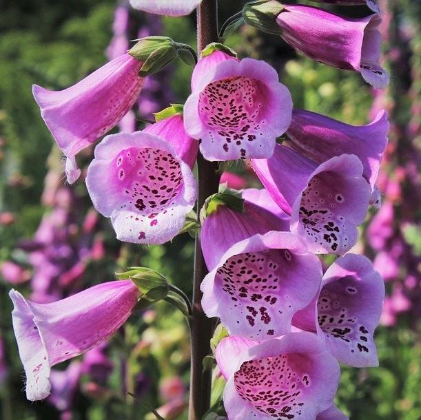 Digitalis purpurea 'Dalmatian Purple' ~ Dalmatian Purple Foxglove-ServeScape