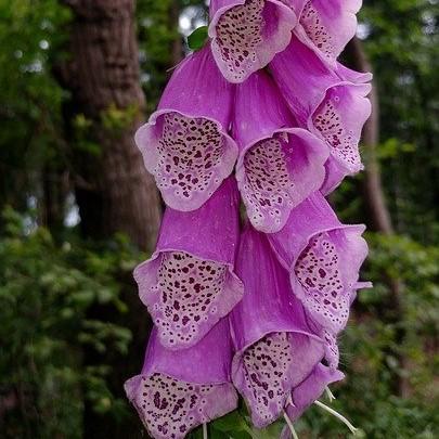 Digitalis purpurea 'Dalmatian Purple' ~ Dalmatian Purple Foxglove-ServeScape