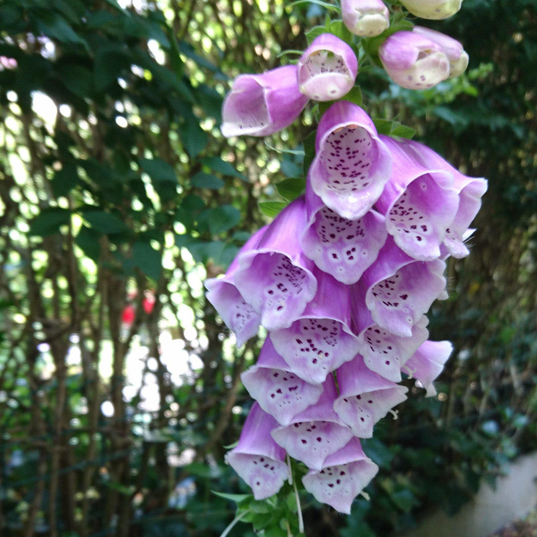 Digitalis purpurea 'Dalmatian Purple' ~ Dalmatian Purple Foxglove-ServeScape