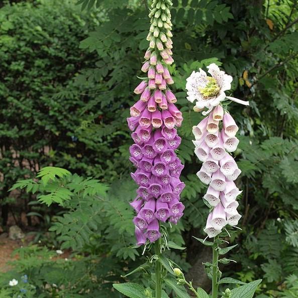 Digitalis purpurea 'Dalmatian Purple' ~ Dalmatian Purple Foxglove-ServeScape