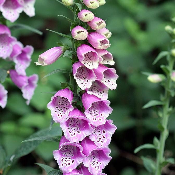 Digitalis purpurea 'Dalmatian Purple' ~ Dalmatian Purple Foxglove-ServeScape