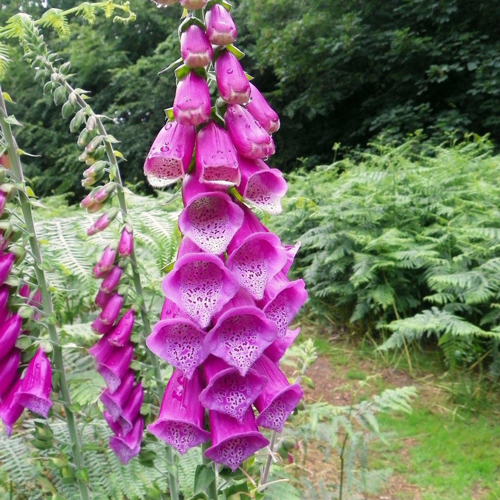 Digitalis purpurea 'Dalmatian Purple' ~ Dalmatian Purple Foxglove - Delivered By ServeScape