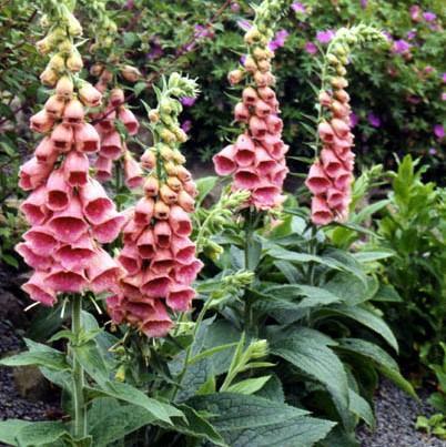 Digitalis x mertonensis ~ Strawberry Foxglove-ServeScape
