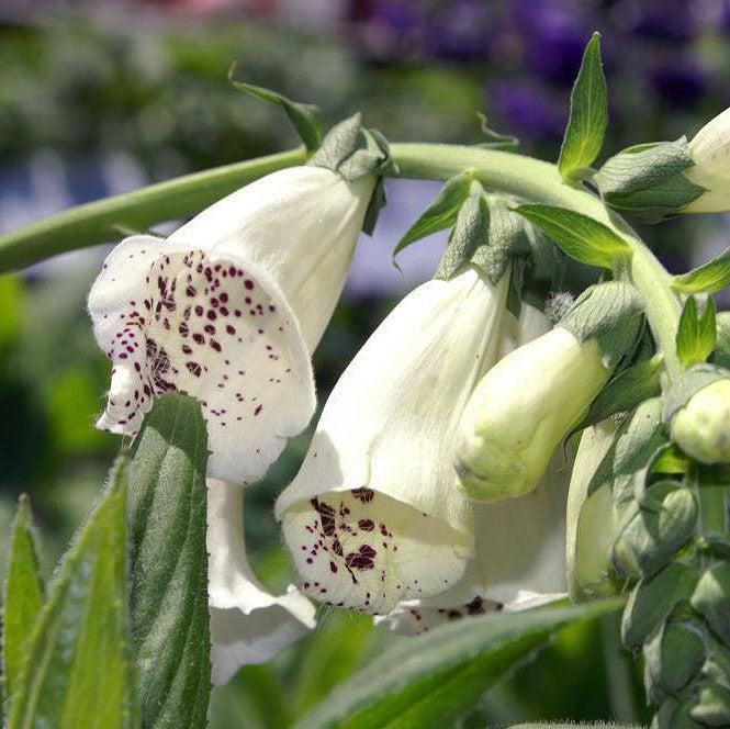 Digitalis purpurea 'Foxy' ~ Foxy Foxglove-ServeScape