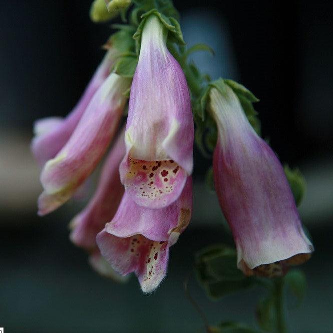 Digitalis purpurea 'Foxy' ~ Foxy Foxglove-ServeScape
