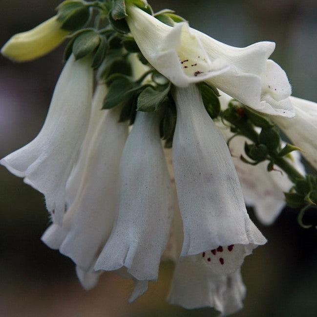 Digitalis purpurea 'Foxy' ~ Foxy Foxglove-ServeScape