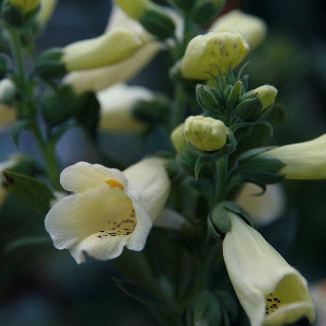 Digitalis purpurea 'Foxy' ~ Foxy Foxglove-ServeScape