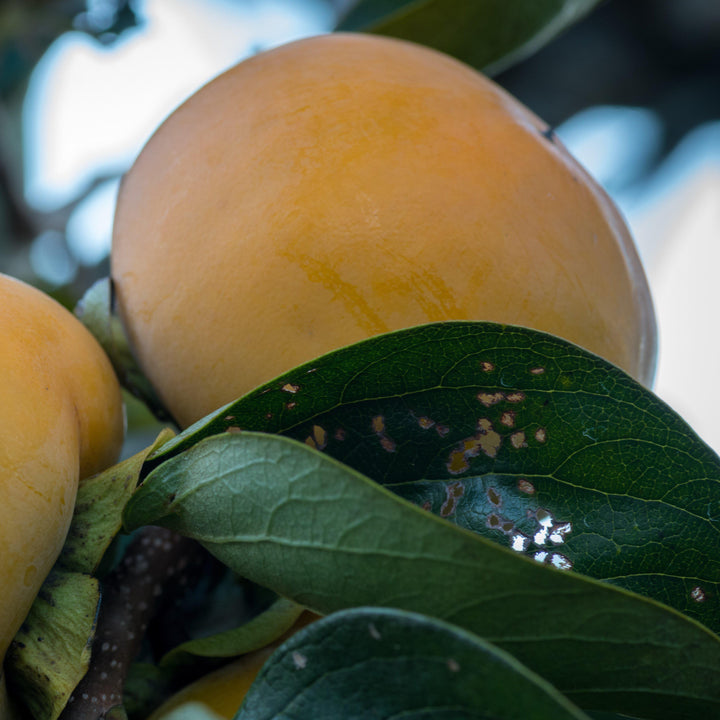 Diospyros kaki 'Fuyu' ~ Fuyu Japanese Persimmon-ServeScape