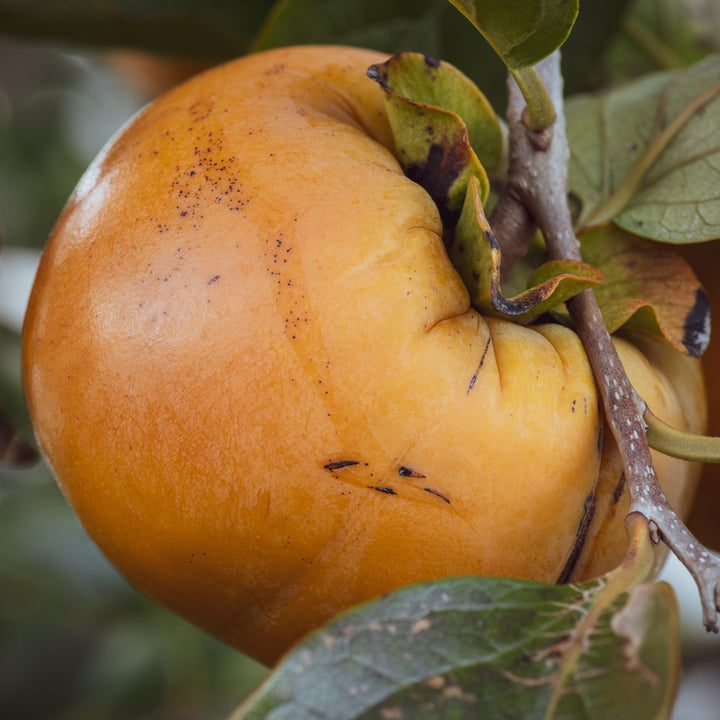 Diospyros kaki 'Fuyu' ~ Fuyu Japanese Persimmon-ServeScape