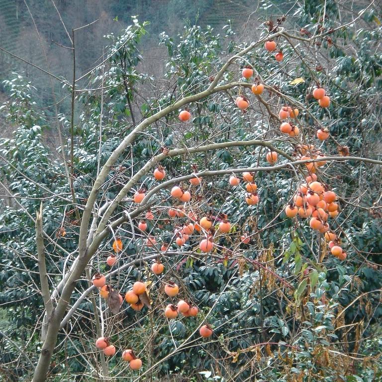 Diospyros kaki 'Jiro' ~ Jiro Japanese Persimmon - Delivered By ServeScape