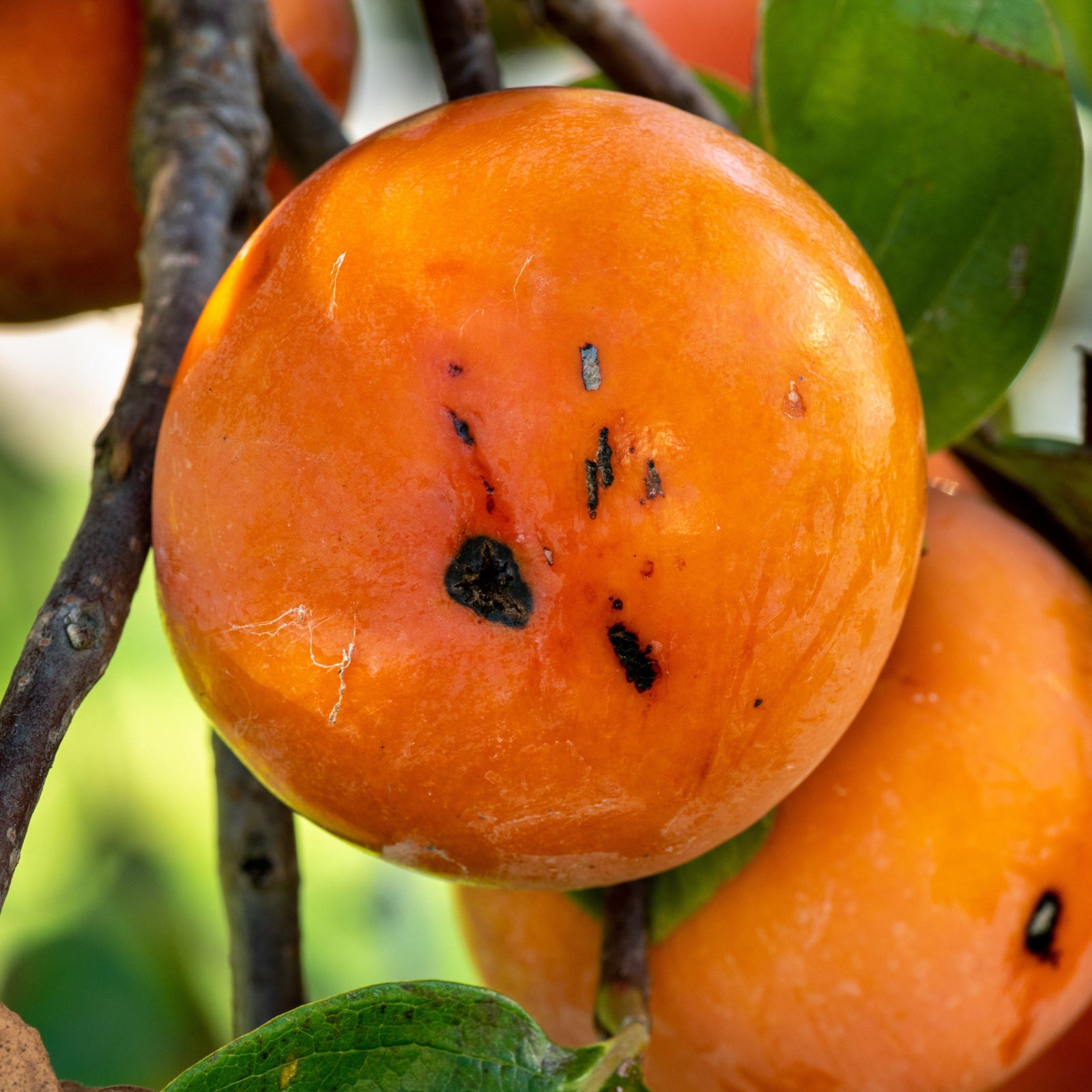 Diospyros virginiana ~ Persimmon-ServeScape