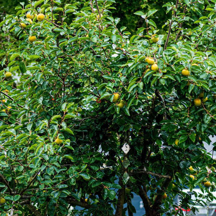 Diospyros virginiana ~ Persimmon-ServeScape