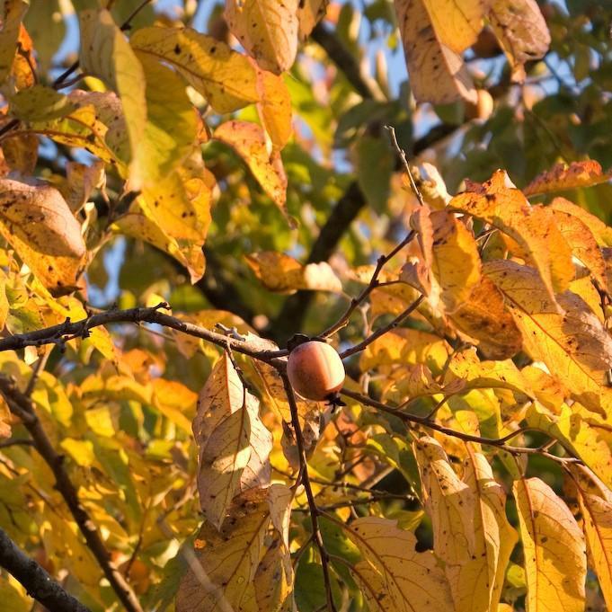 Diospyros virginiana ~ Persimmon-ServeScape