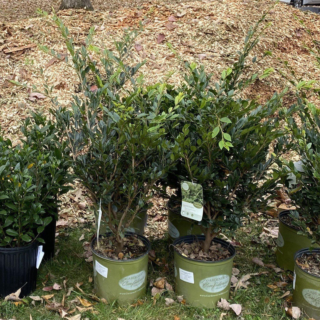 Distylium 'PIIDIST-I' PP24,410 ~ Emerald Heights® Evergreen Distylium-ServeScape