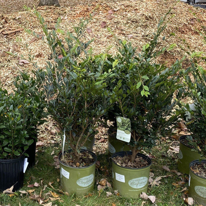 Distylium 'PIIDIST-I' PP24,410 ~ Emerald Heights® Evergreen Distylium-ServeScape