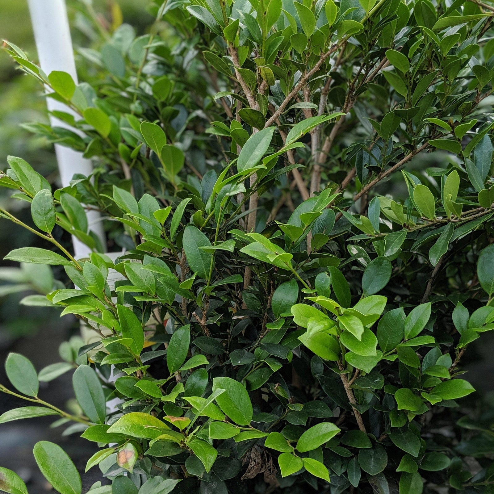 Distylium 'PIIDIST-I' PP24,410 ~ Emerald Heights® Evergreen Distylium - Delivered By ServeScape