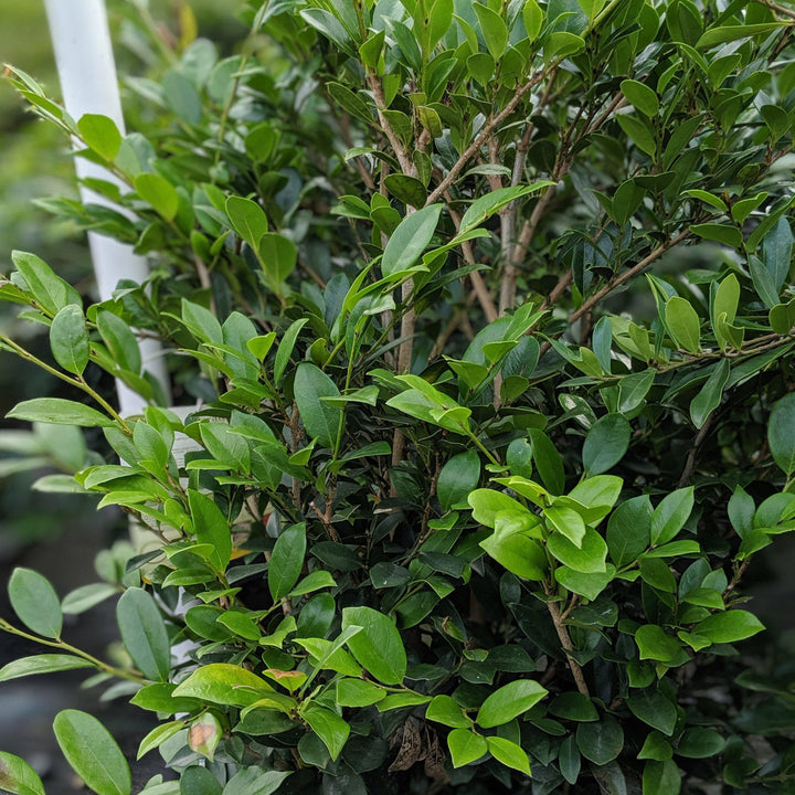 Distylium 'PIIDIST-I' PP24,410 ~ Emerald Heights® Evergreen Distylium - Delivered By ServeScape