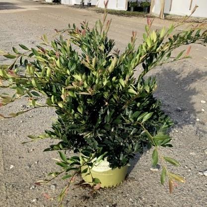 Distylium 'PIIDIST-II' PP4,409 ~ Blue Cascade® Evergreen Distylium-ServeScape