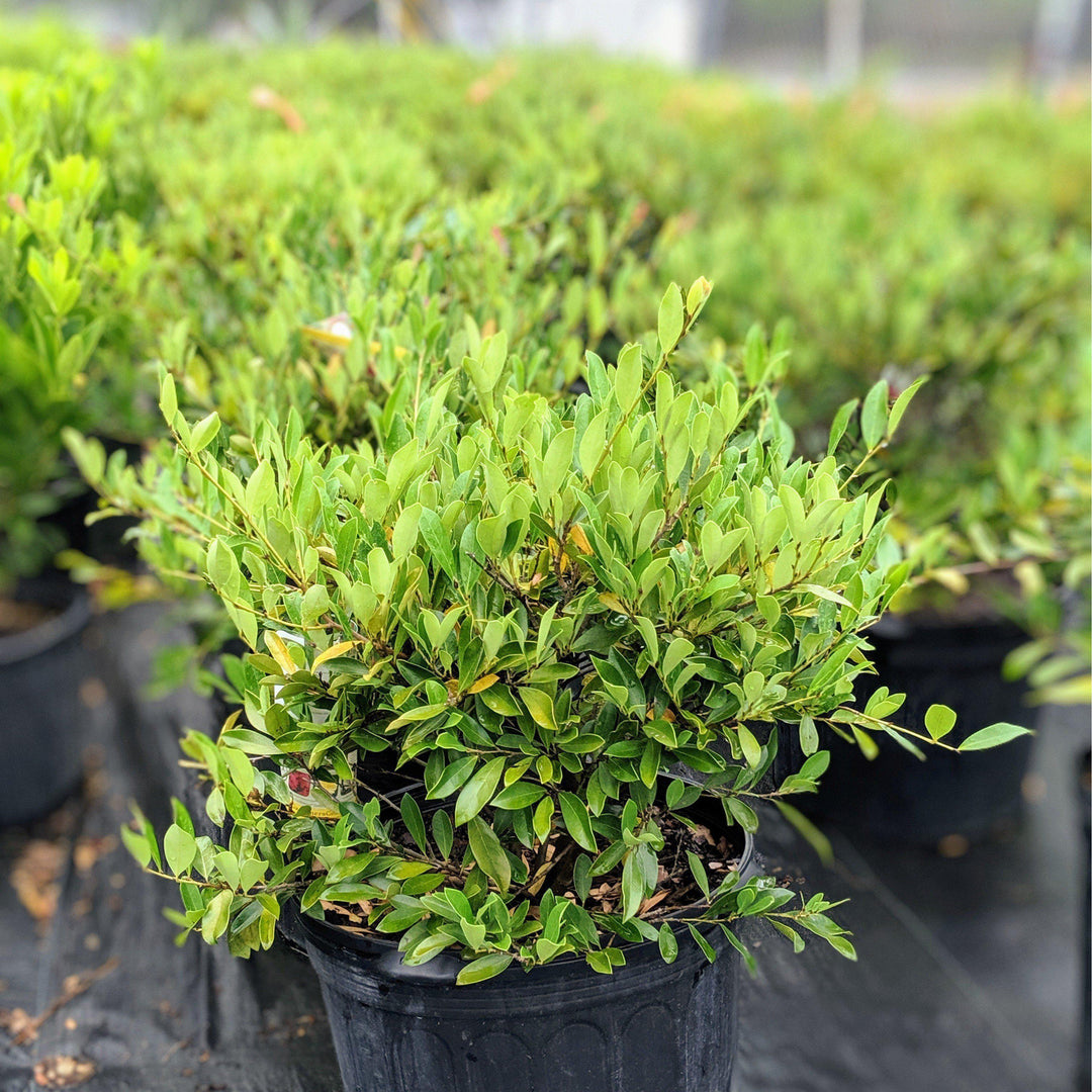 Distylium 'PIIDIST-II' PP4,409 ~ Blue Cascade® Evergreen Distylium - Delivered By ServeScape