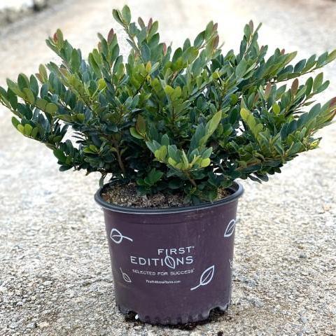 Distylium 'PIIDIST-III' PP25,304 ~ Coppertone™ Distylium - Delivered By ServeScape