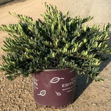 Distylium 'PIIDIST-V' PP27,631 ~ Cinnamon Girl® Distylium - Delivered By ServeScape