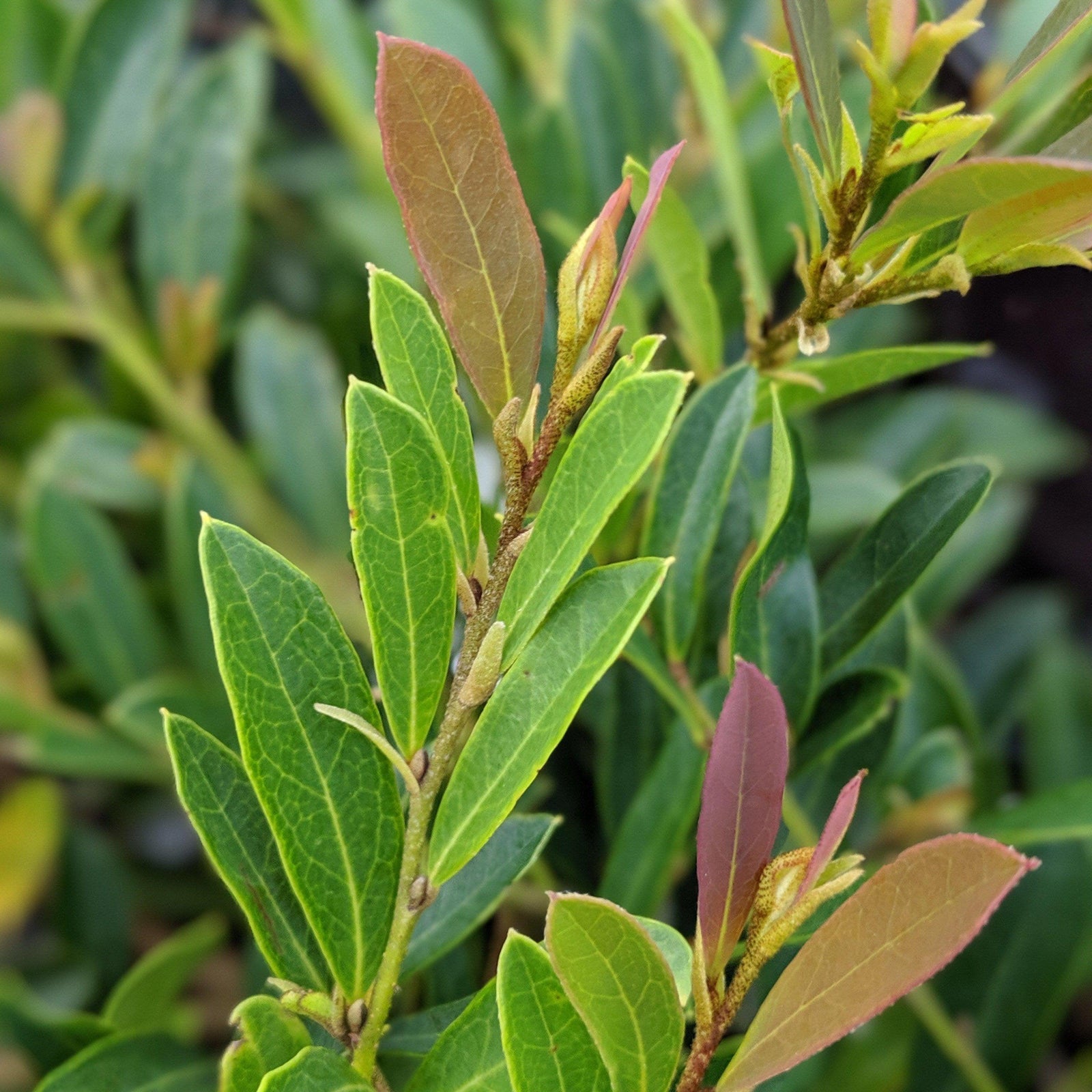 Distylium 'PIIDIST-V' PP27,631 ~ Cinnamon Girl® Distylium - Delivered By ServeScape