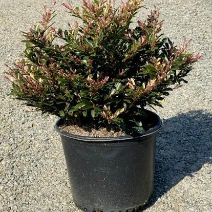 Distylium 'sPg-3-007' ~ Spring Frost™ Distylium - Delivered By ServeScape