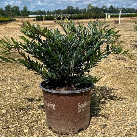 Distylium 'BLDY02' PP32785 ~ Cast in Bronze® Distylium-ServeScape