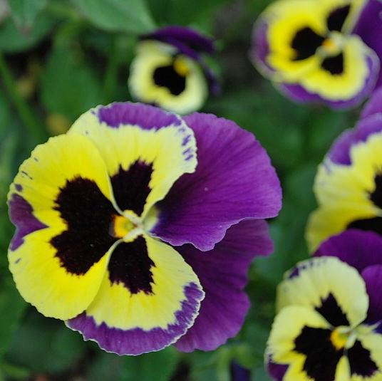 Viola x wittrockiana 'Inspire Plus Yellow Purple Wing' ~ Inspire® Plus Yellow Purple Wing Pansy-ServeScape