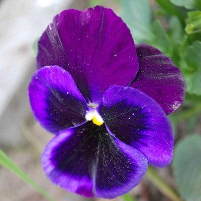 Viola x wittrockiana 'Delta Premium Neon Violet' ~ Delta™ Premium Neon Violet Pansy-ServeScape