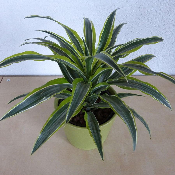 Dracaena fragrans 'Lemon Lime' ~ Lemon Lime Striped Dracaena-ServeScape