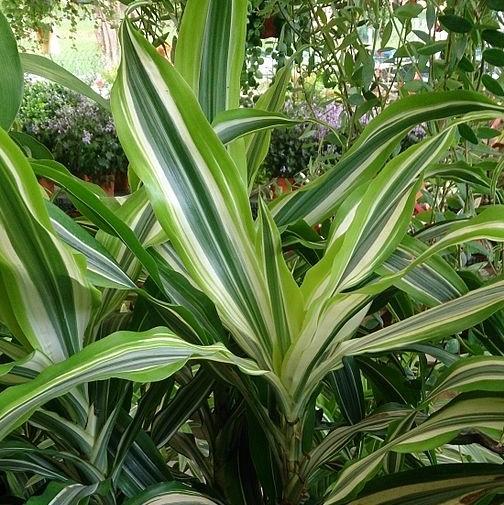 Dracaena fragrans 'Lemon Lime' ~ Lemon Lime Striped Dracaena-ServeScape
