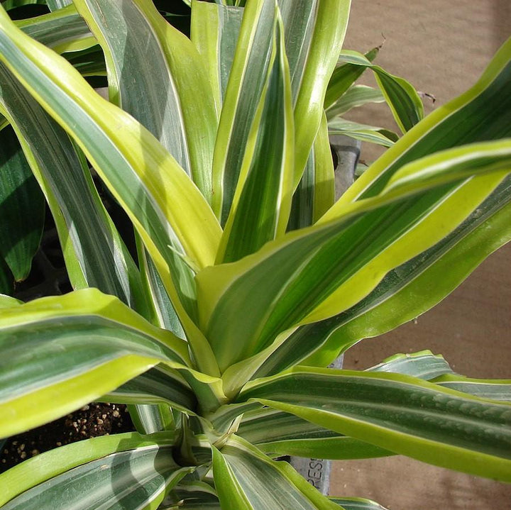 Dracaena fragrans 'Lemon Lime' ~ Lemon Lime Striped Dracaena-ServeScape