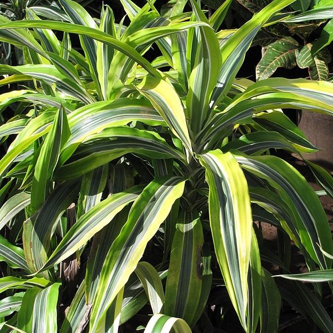 Dracaena fragrans 'Lemon Lime' ~ Lemon Lime Striped Dracaena-ServeScape