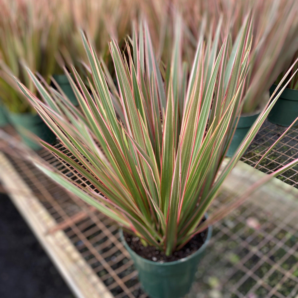 Dracaena marginata ~ Red Edged Dragon Tree-ServeScape