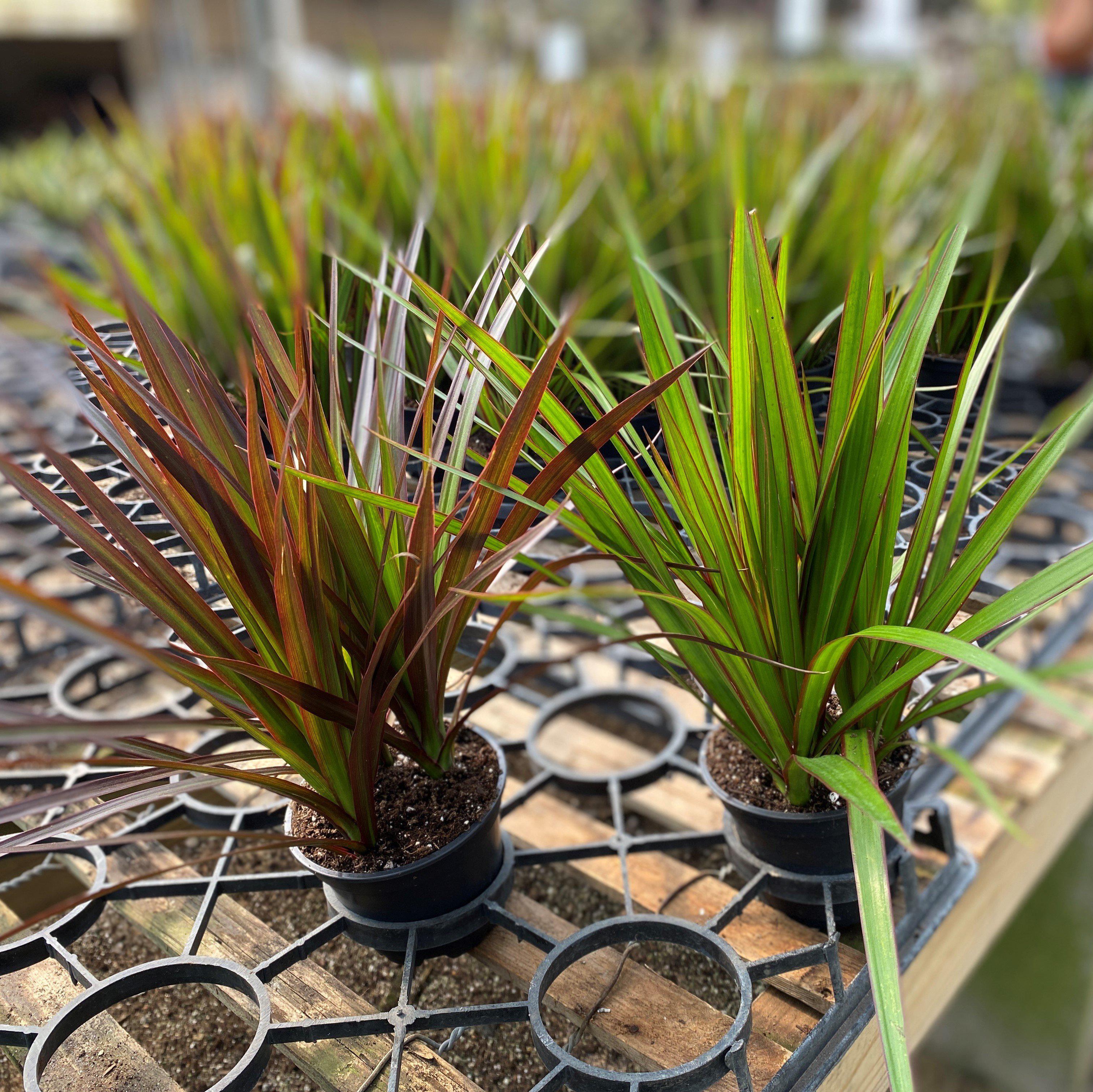 14+ Dracaena Red Edge Red Edged Dragon Tree - Dracaena marginata – ServeScape