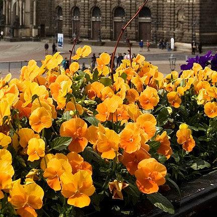 Viola x wittrockiana 'Inspire Plus Orange' ~ Inspire® Plus Orange Pansy-ServeScape