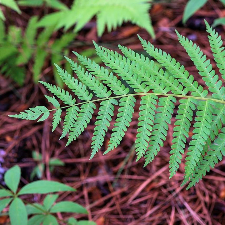 Dryopteris celsa ~ Log Fern-ServeScape