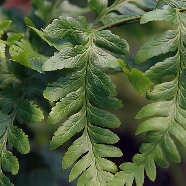 Dryopteris celsa ~ Log Fern-ServeScape
