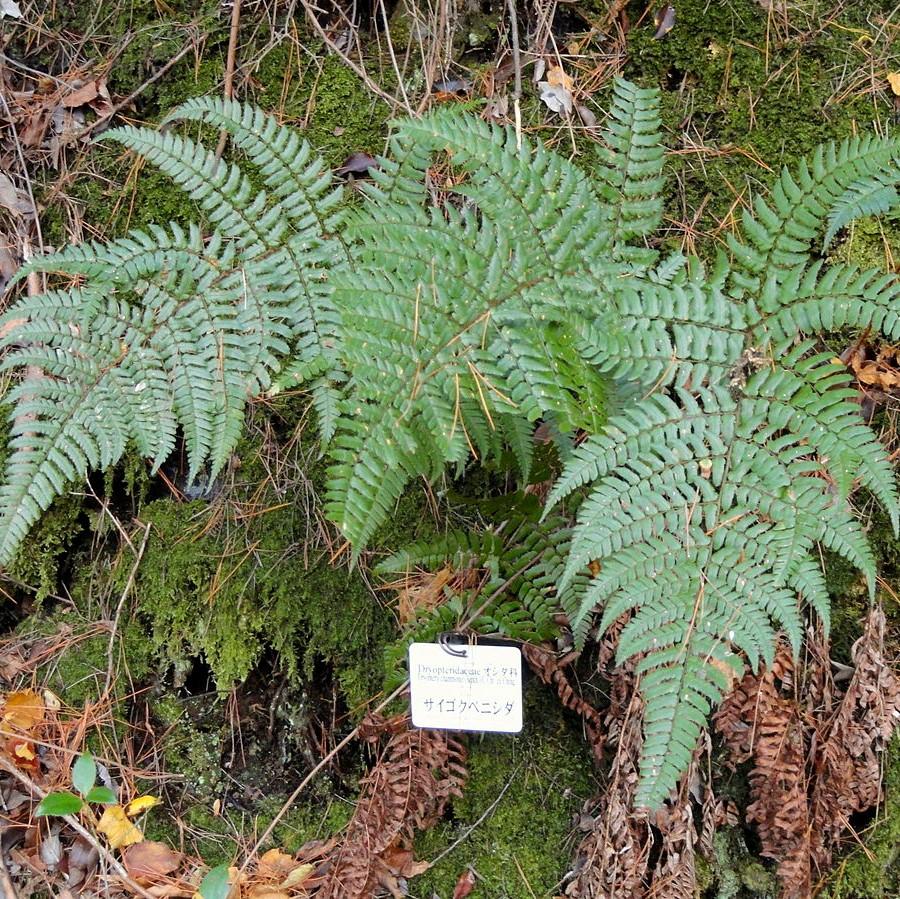 Dryopteris championii ~ Champion's Wood Fern