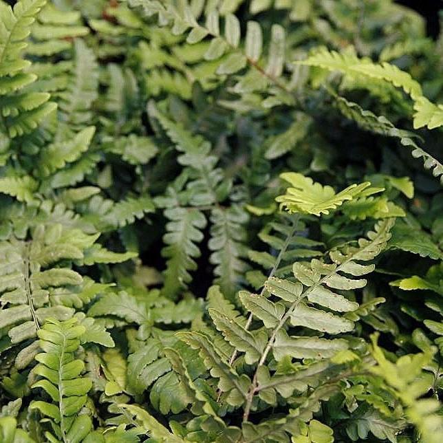 Dryopteris championii ~ Champion's Wood Fern