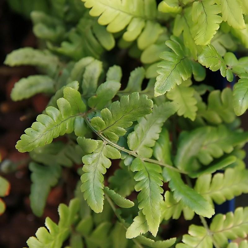 Dryopteris championii ~ Champion's Wood Fern